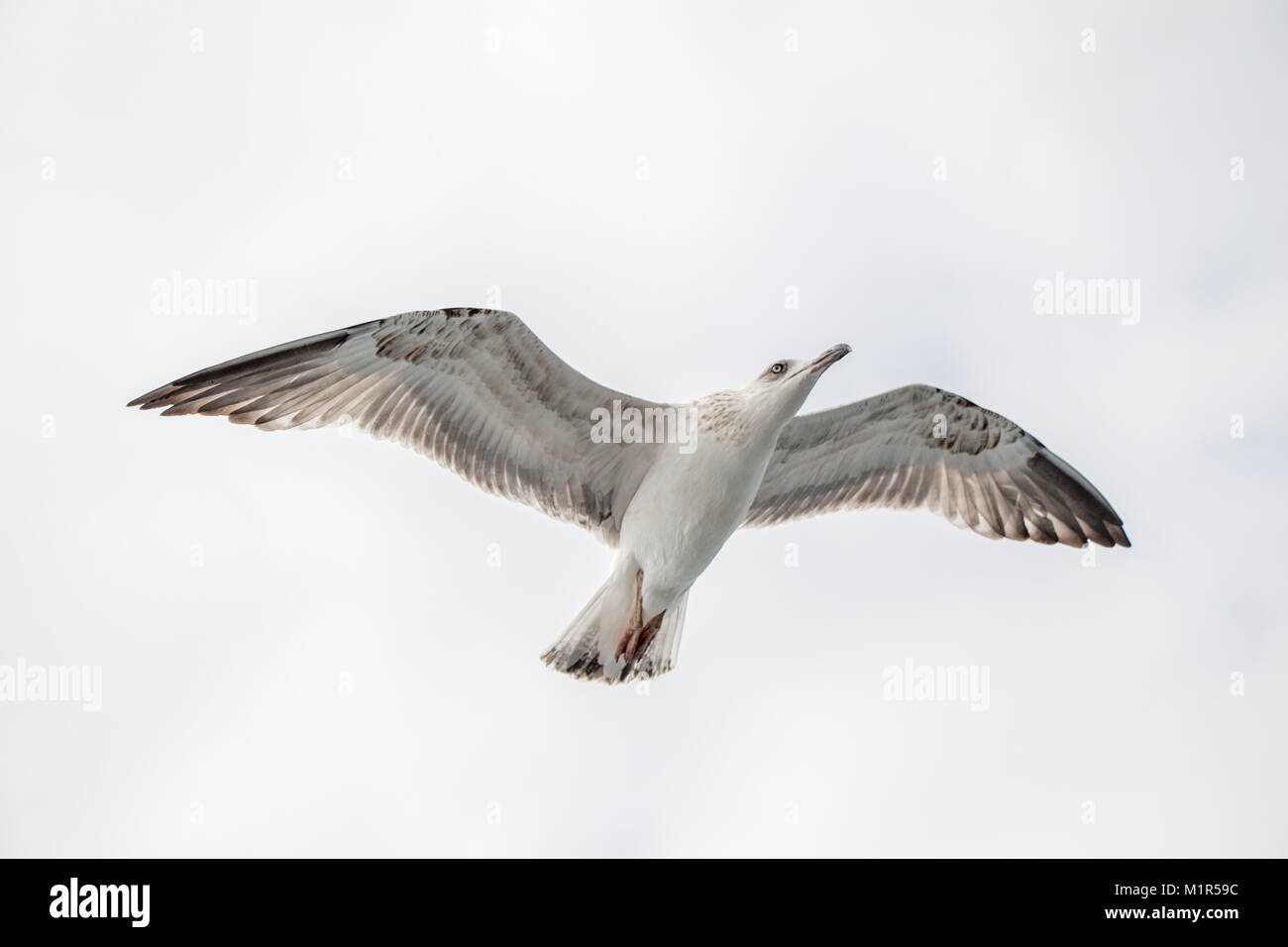 Single seagull flying in a cloudy sky as a background Stock Photo - Alamy