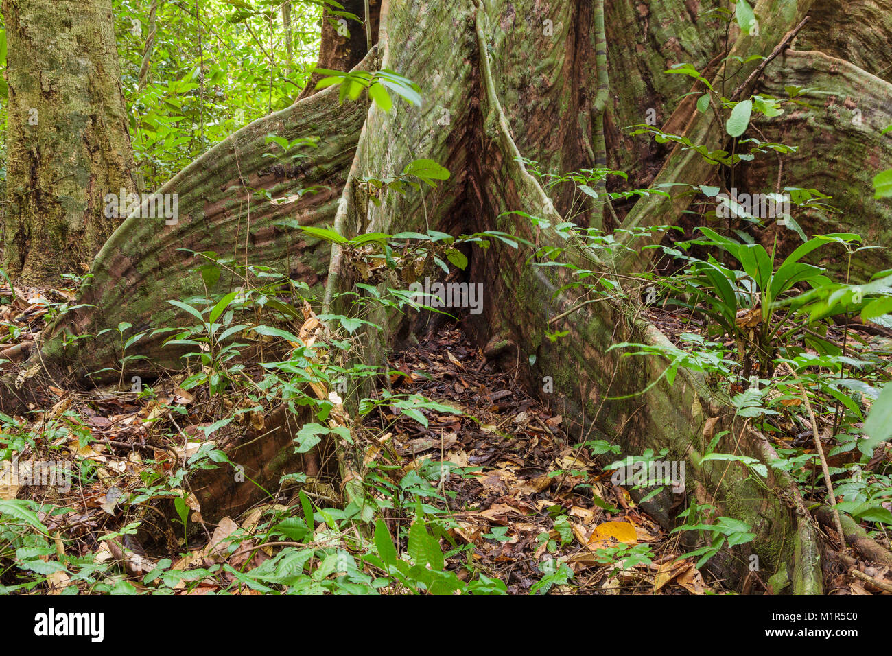 Buttress tree roots in rainforest Stock Photo Alamy