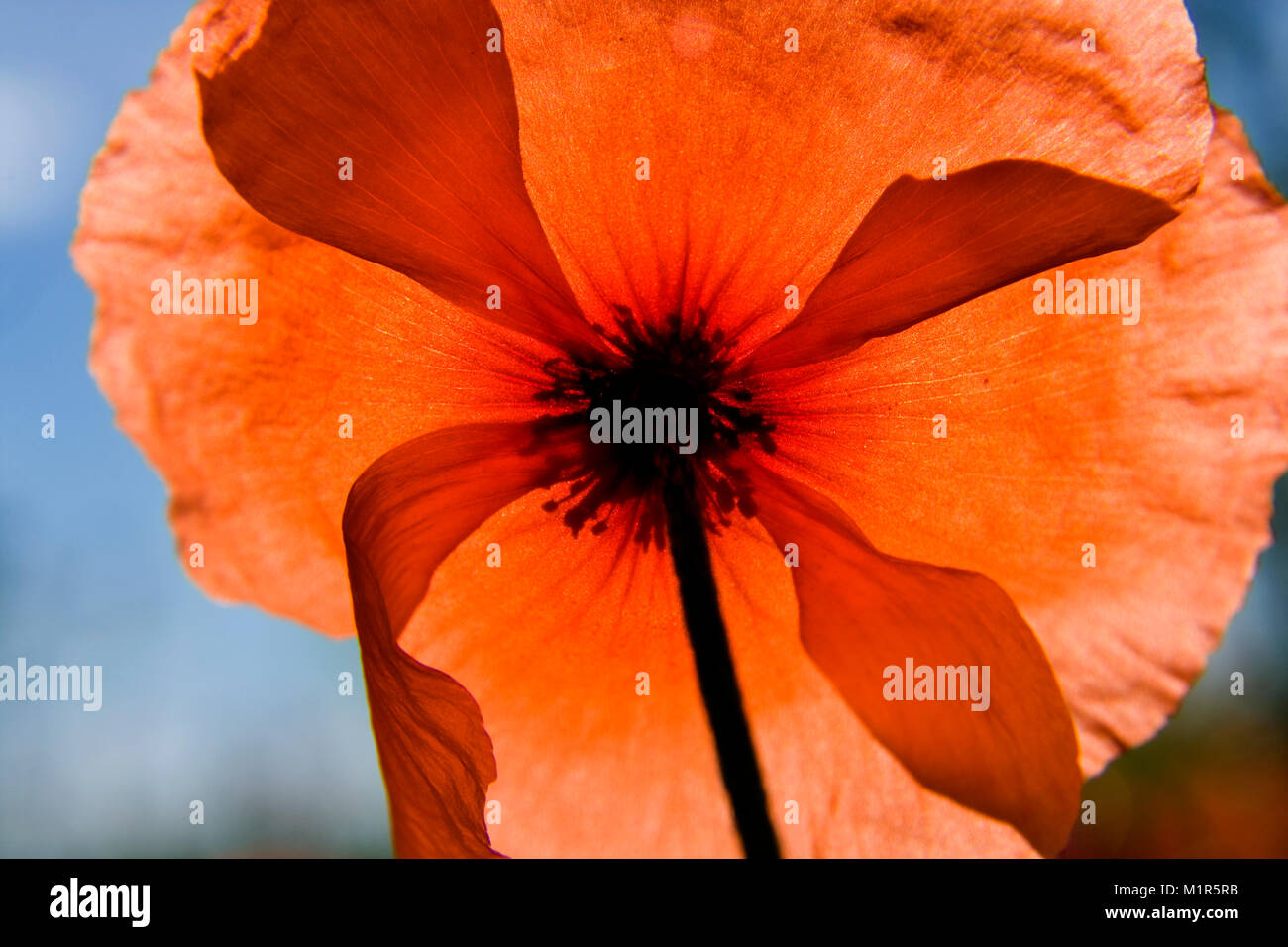 Red showy poppy hi-res stock photography and images - Alamy