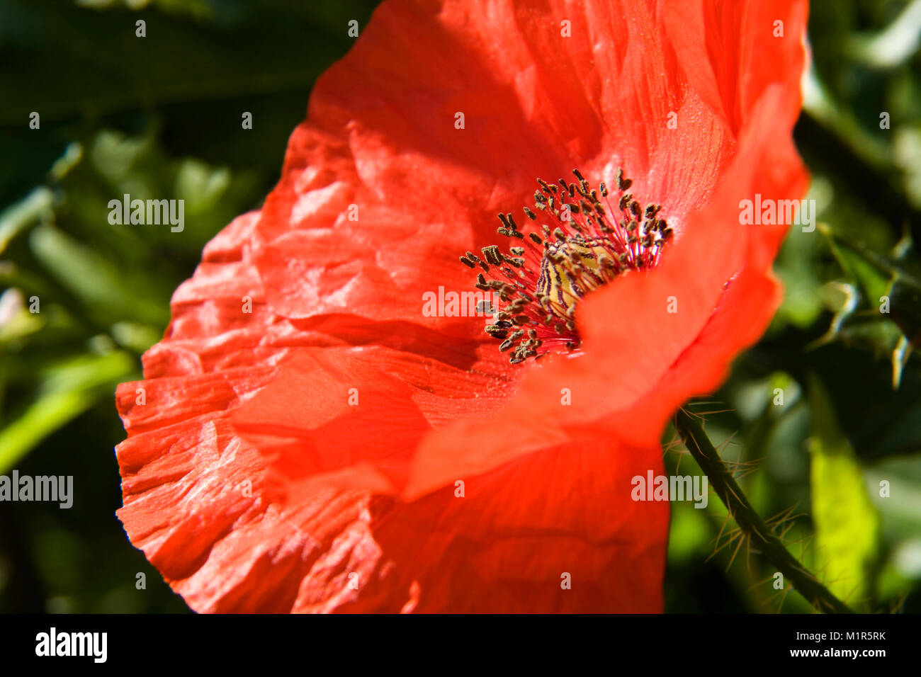 Red poppy detail hi-res stock photography and images - Alamy