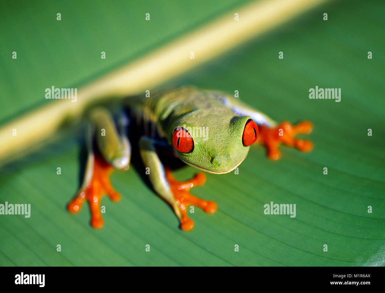 Costa Rica. Tortuguero. Tortuguero National Park. Red-eyed Leaf Frog. (Agalychnis callidryas ). Stock Photo