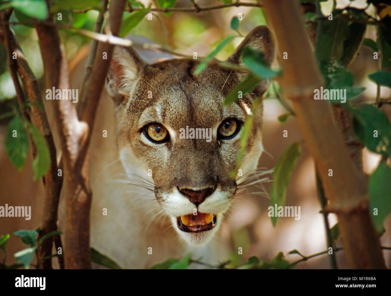 Chile, Torres del Paine National Park. Puma (Felis Concolor) in the wood. Stock Photo