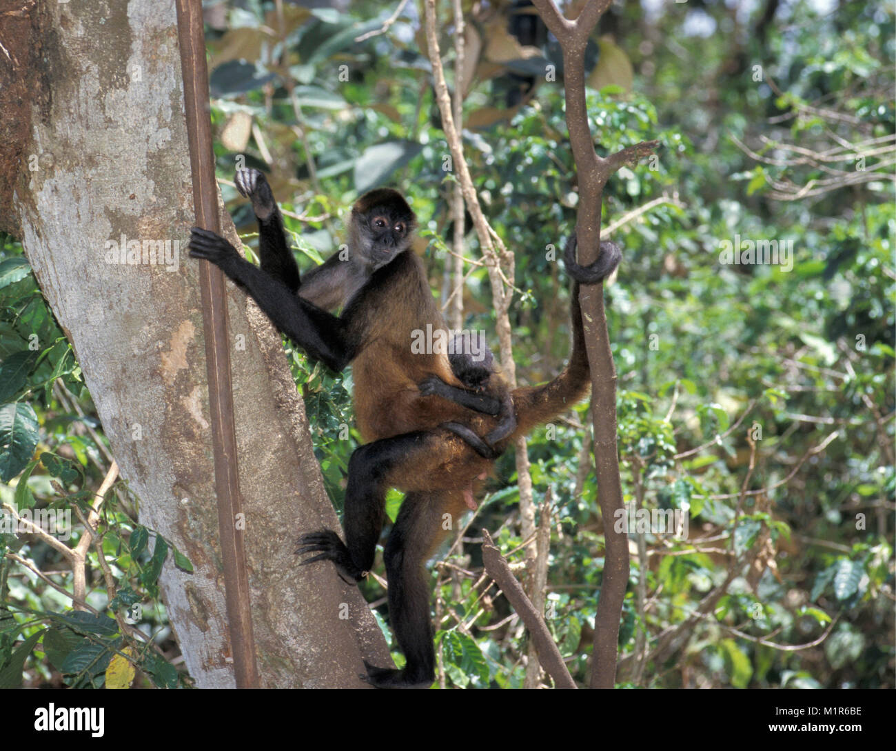 Costa Rica. Tortuguero. Tortuguero National Park. Central American Spider monkey( Mono Colorado, Ateles Geoffroyi ). Stock Photo