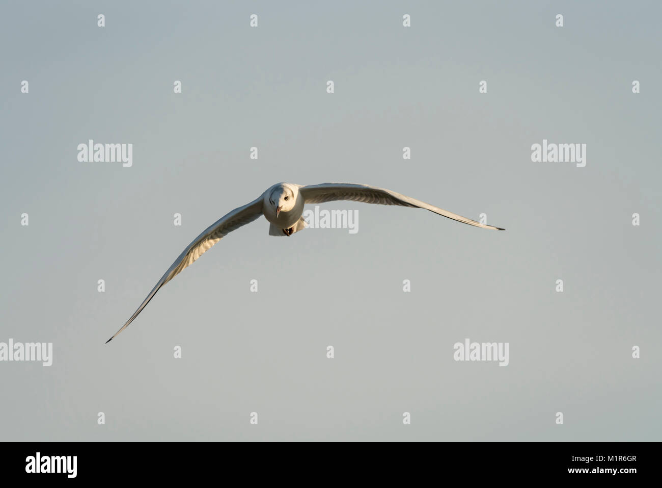 Black headed gull, Chroicocephalus ridibundus, winter plumaged, in flight against a pale blue sky. Stock Photo