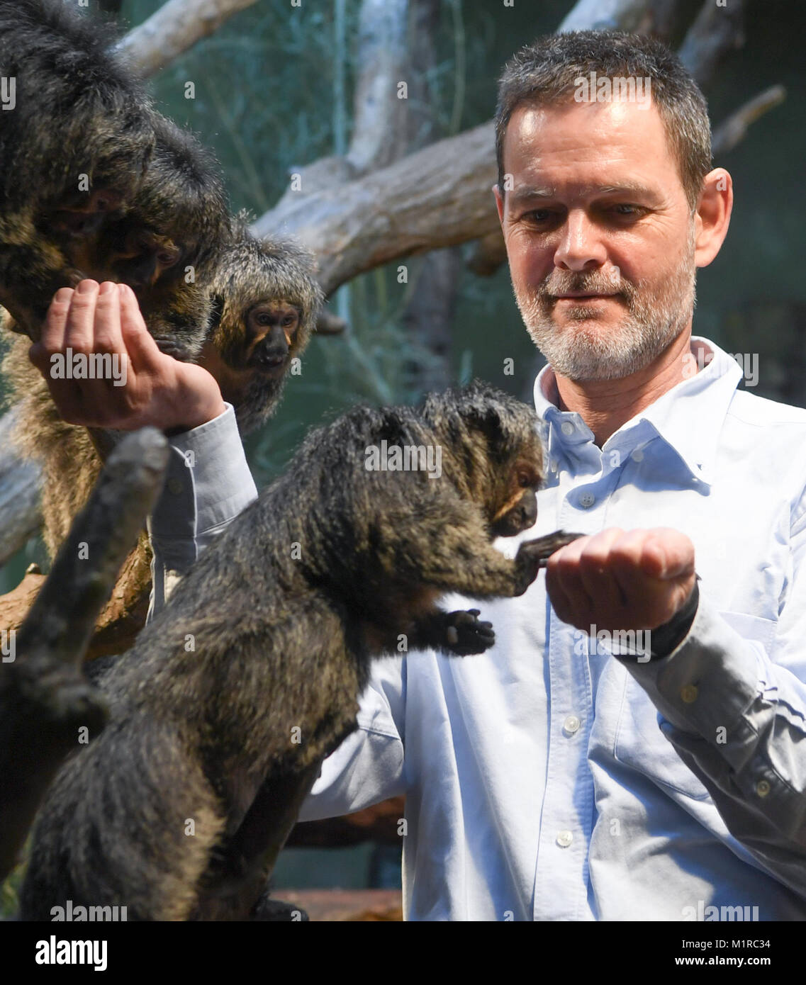 Frankfurt am Main, Germany. 19th Jan, 2018. The Spaniard Miguel Casares, designated director of the Frankfurt Zoo feeds White-faced sakis in their cage in Frankfurt am Main, Germany, 19 January 2018. The 51 year old veterinarian will take over as head of the Frankfurt Zoo, which is steeped in tradition, in February 2018. Credit: Arne Dedert/dpa/Alamy Live News Stock Photo