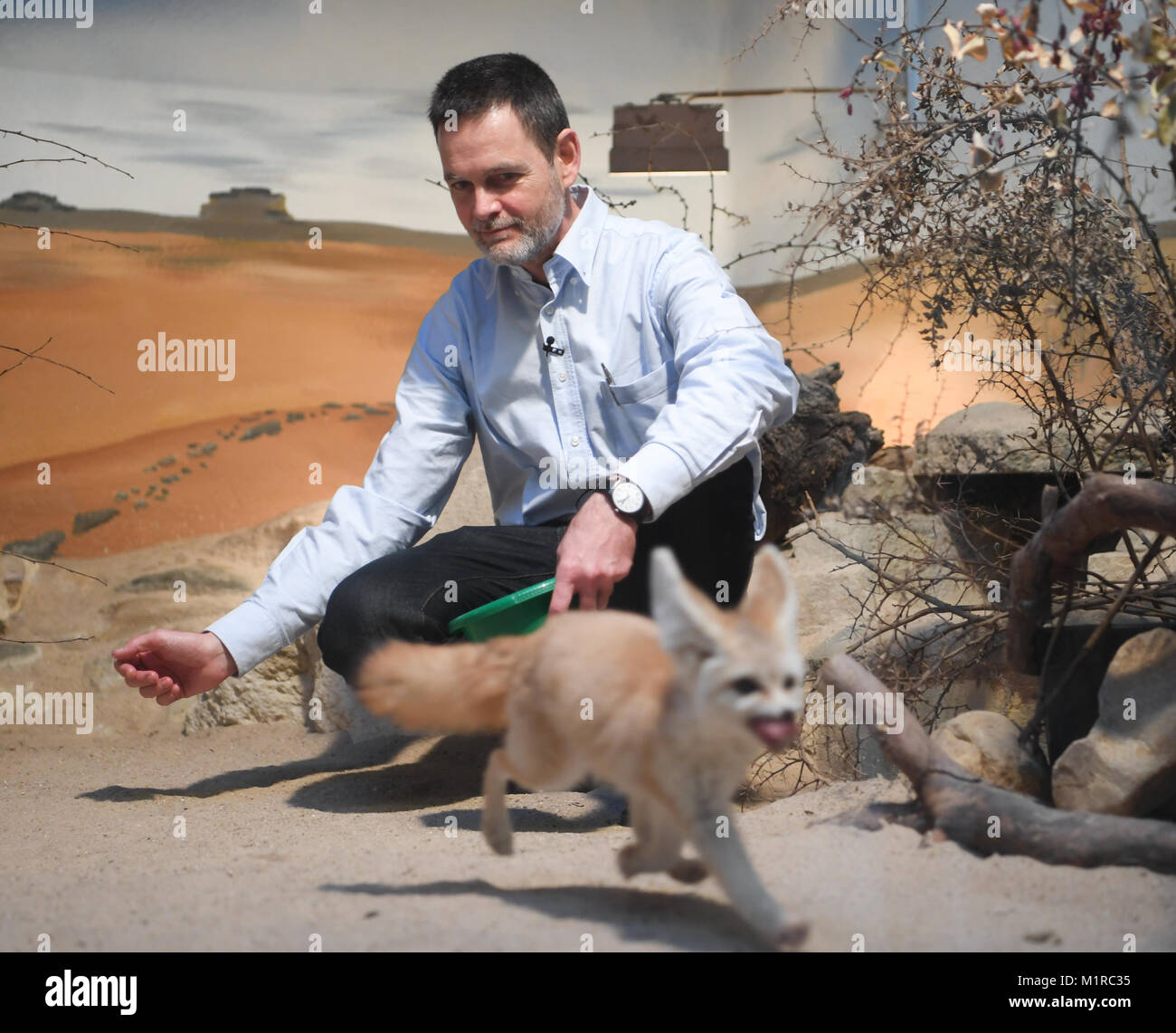 Frankfurt am Main, Germany. 19th Jan, 2018. The Spaniard Miguel Casares, designated director of the Frankfurt Zoo feeds a female desert fox (fennec) in its cage in Frankfurt am Main, Germany, 19 January 2018. The 51 year old veterinarian will take over as head of the Frankfurt Zoo, which is steeped in tradition, in February 2018. Credit: Arne Dedert/dpa/Alamy Live News Stock Photo