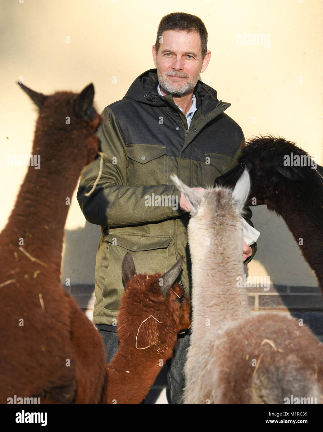 Frankfurt am Main, Germany. 19th Jan, 2018. The Spaniard Miguel Casares, designated director of the Frankfurt Zoo feeds Alpacas in their cage in Frankfurt am Main, Germany, 19 January 2018. The 51 year old veterinarian will take over as head of the Frankfurt Zoo, which is steeped in tradition, in February 2018. Credit: Arne Dedert/dpa/Alamy Live News Stock Photo