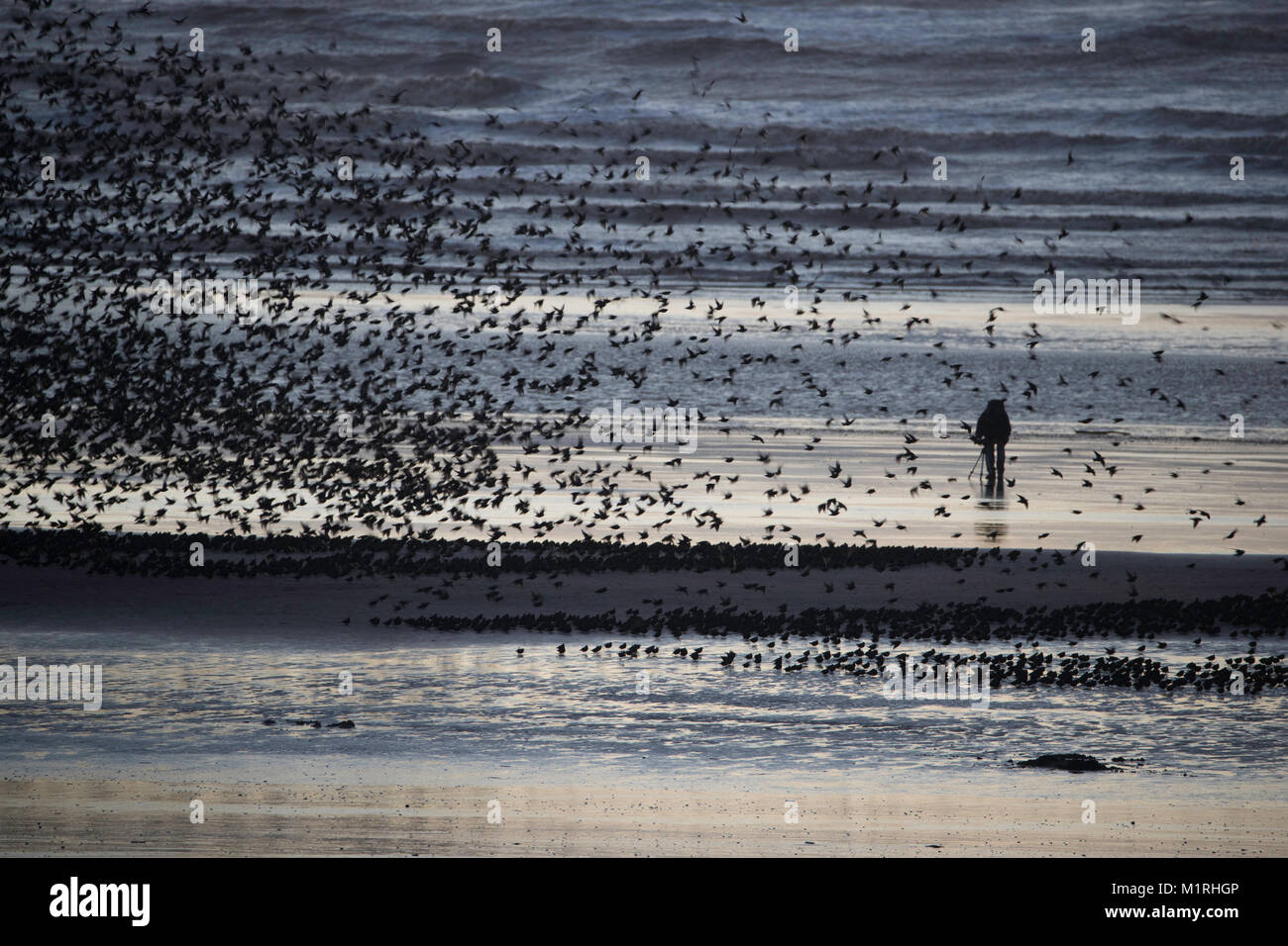 Blackpool, UK. 1st Feb, 2018. A lone photographer stands in front of the Starling Murmuration at Blackpool North Pier. Credit: Russell Millner/Alamy Live News Stock Photo
