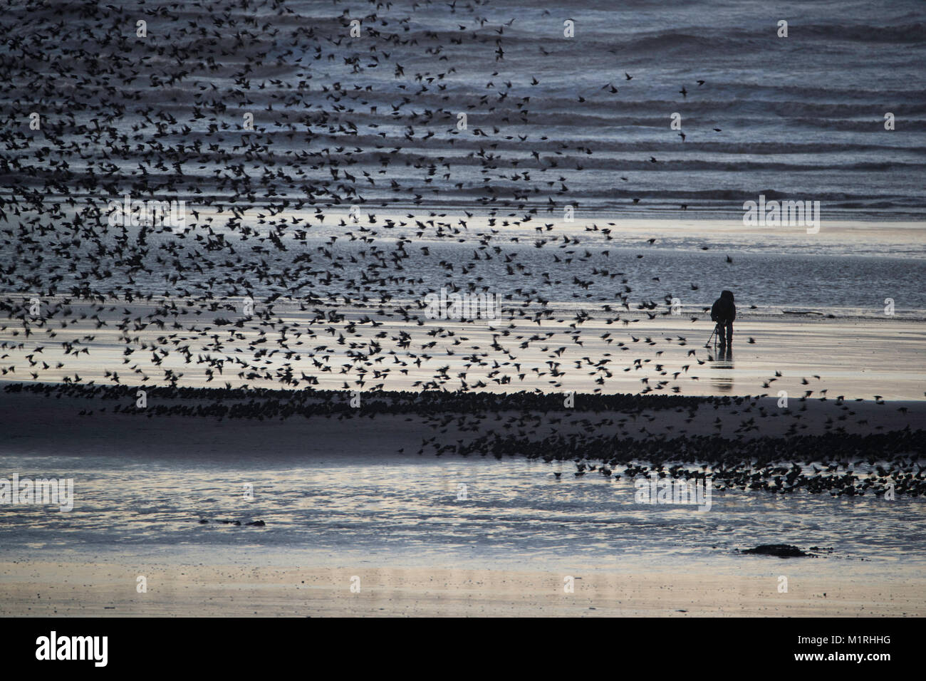 Blackpool, UK. 1st Feb, 2018. A lone photographer stands in front of the Starling Murmuration at Blackpool North Pier. Credit: Russell Millner/Alamy Live News Stock Photo