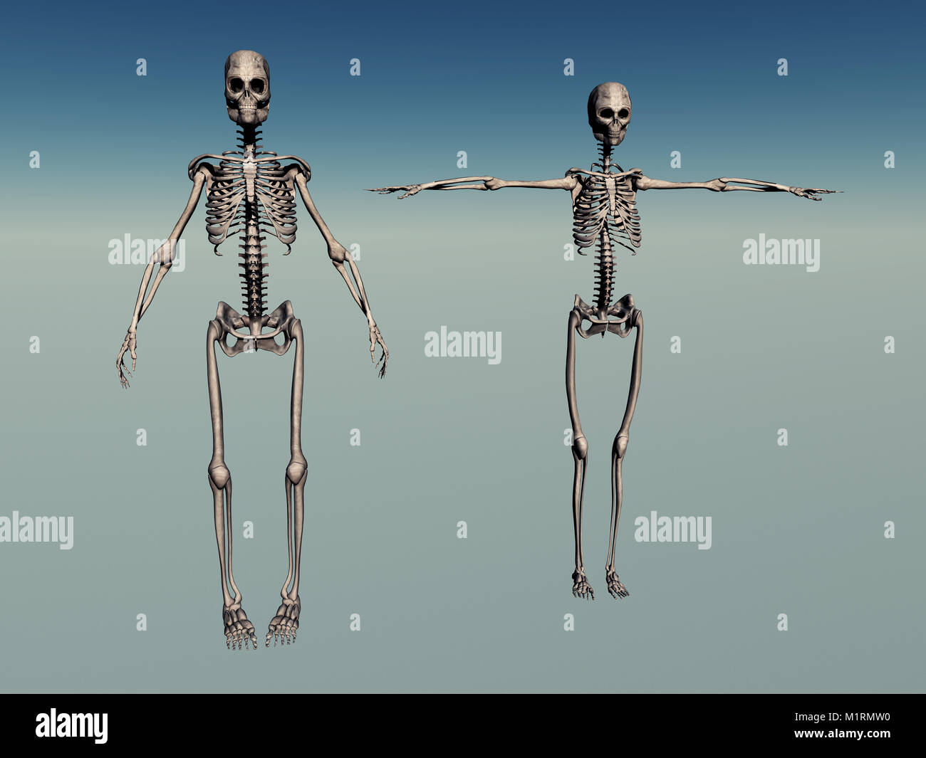 Male & Female Human Skeletons Stock Photo