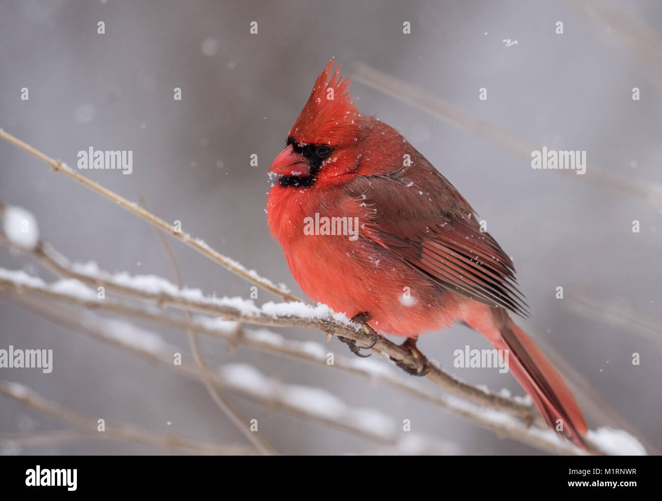Cardinal in the Snow in Winter Stock Photo
