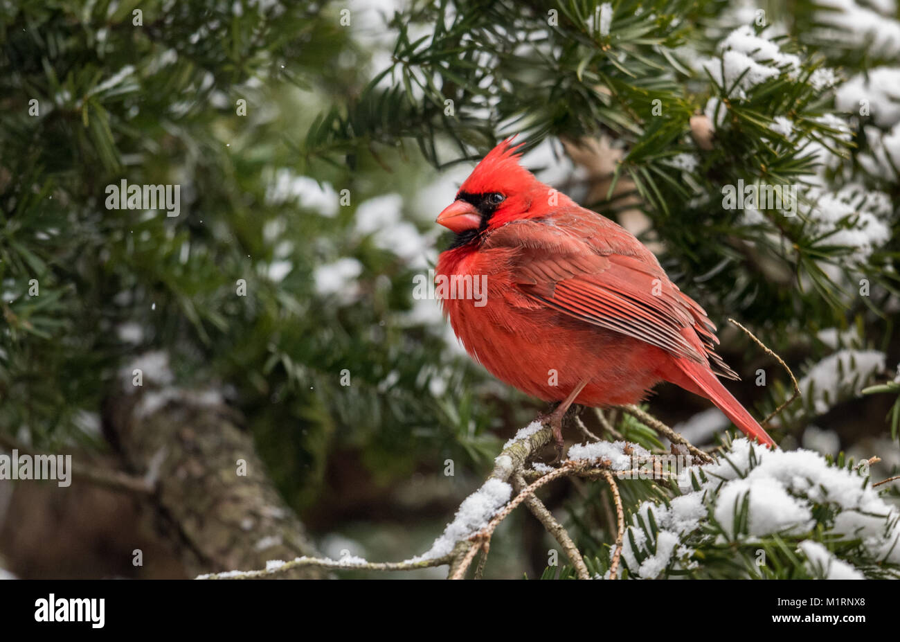Cardinal in the Snow in Winter Stock Photo