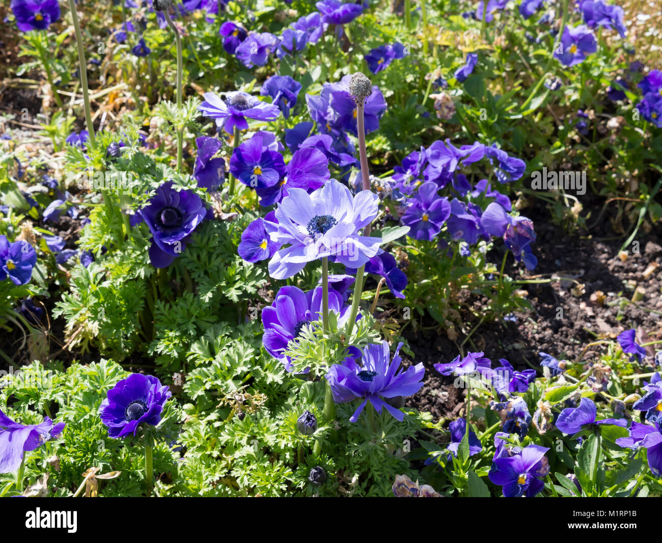 Blue windflowers, Anemone coronaria and pansies Stock Photo