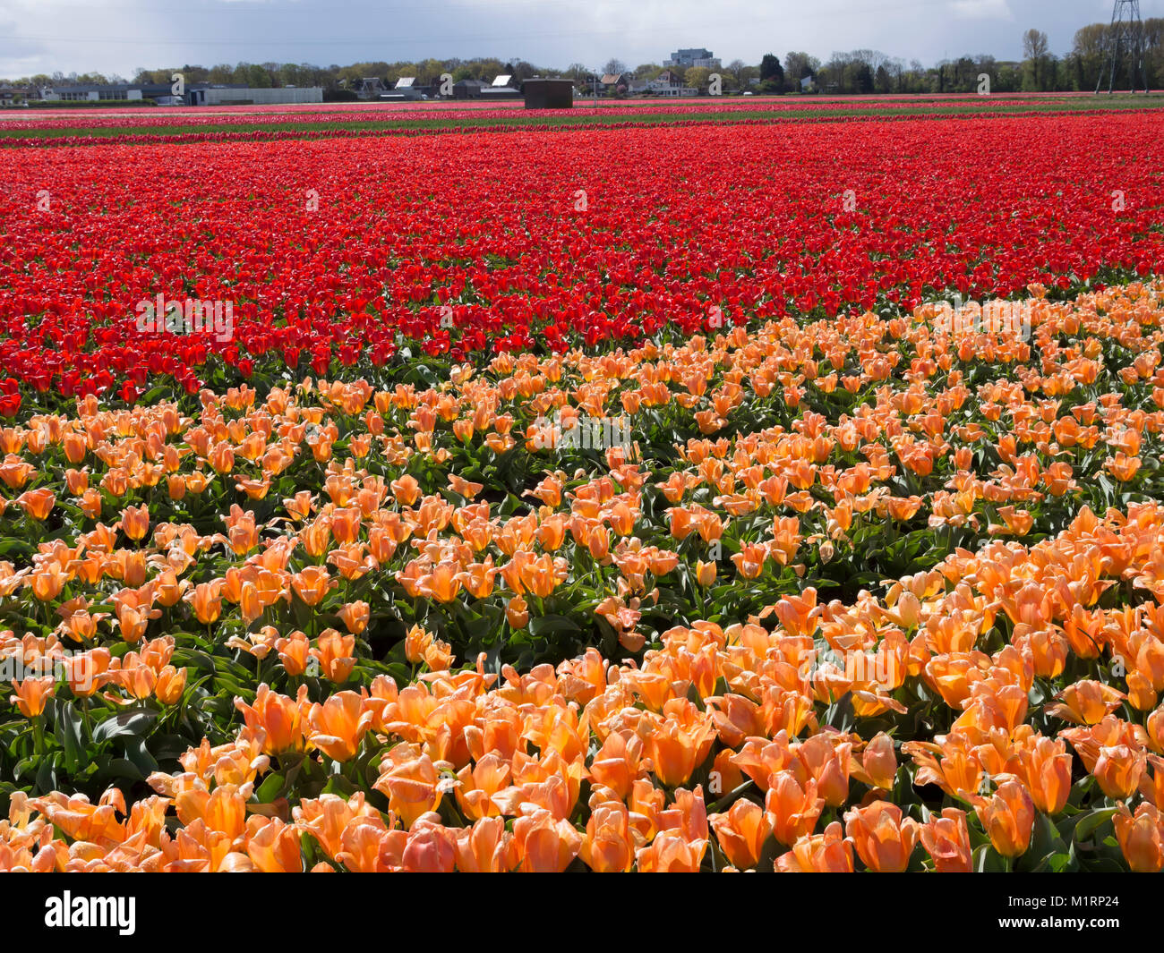 Production of tulips at a bulb farm in Holland, Netherlands Stock Photo