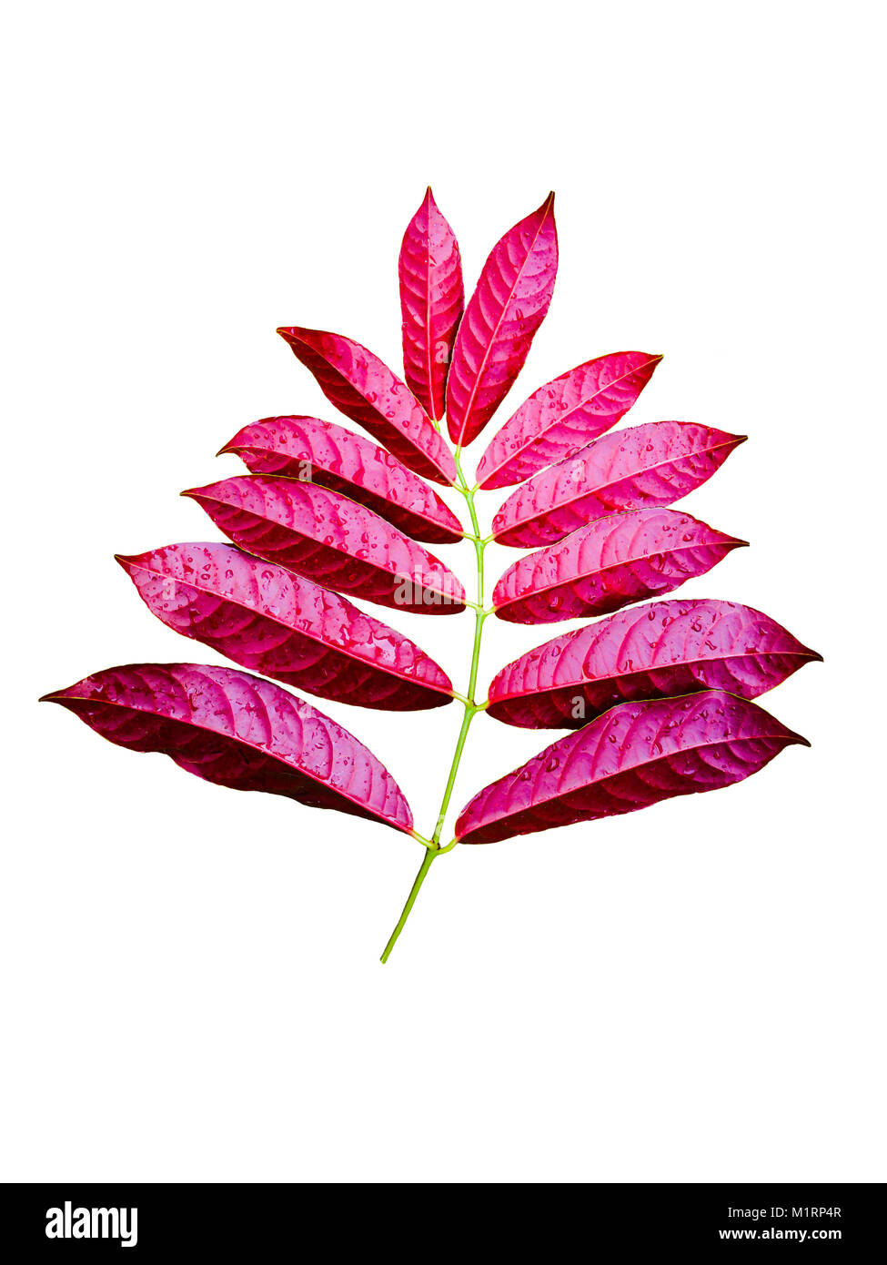 Beautiful red leaves on white background Stock Photo Alamy