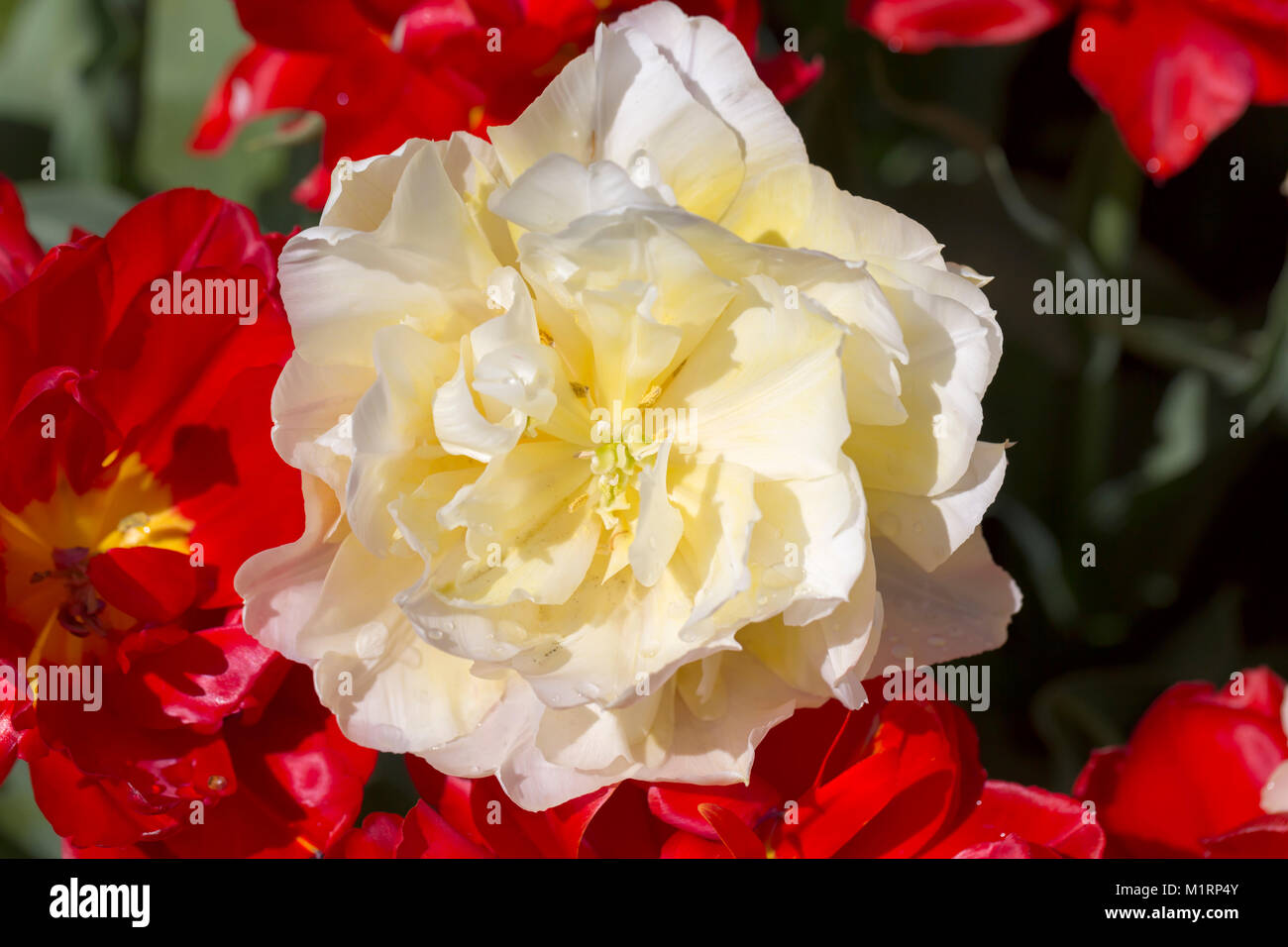 Double flowered cream tulip Stock Photo