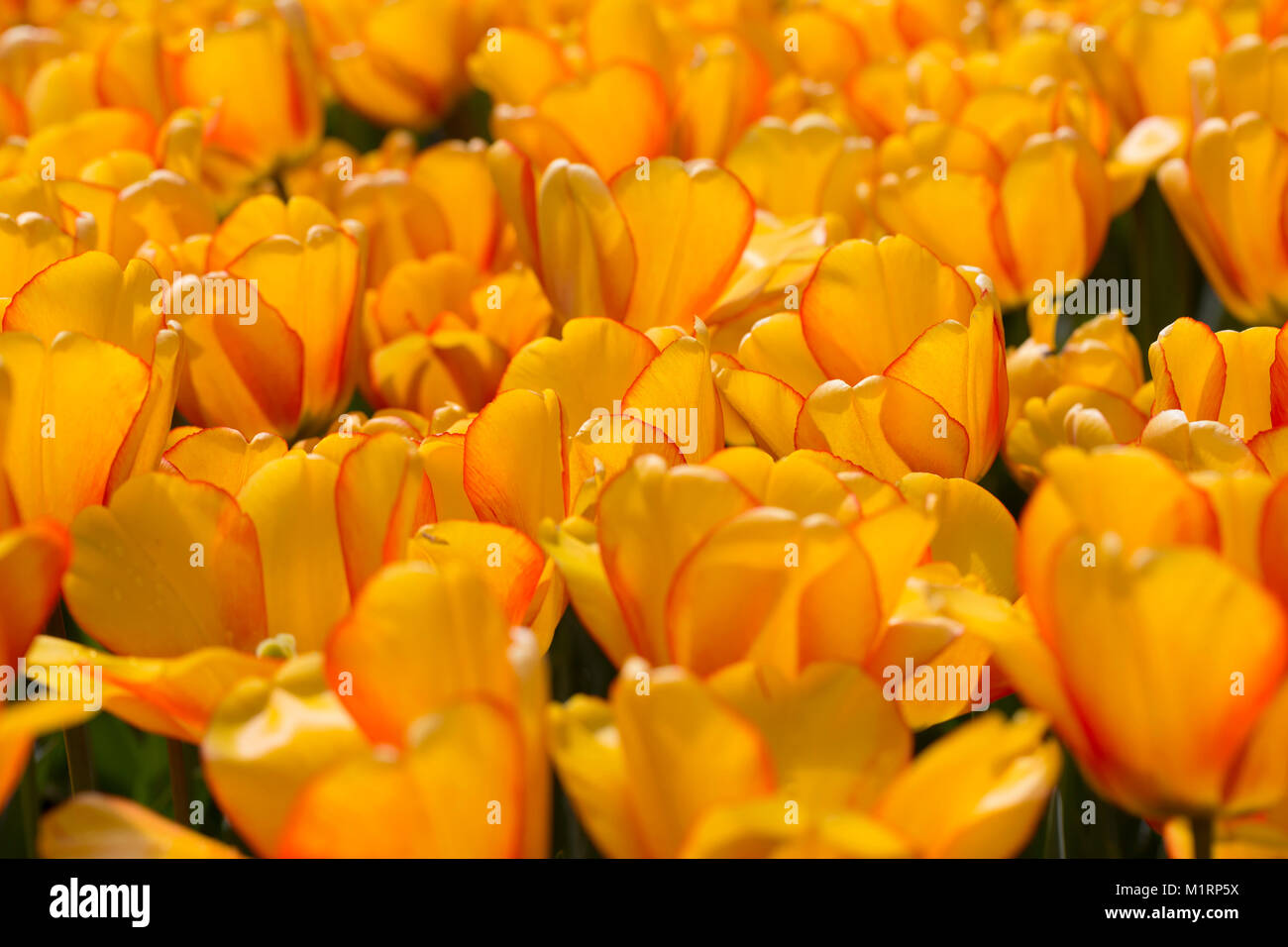 Tulip Blushing Apeldoorn Stock Photo