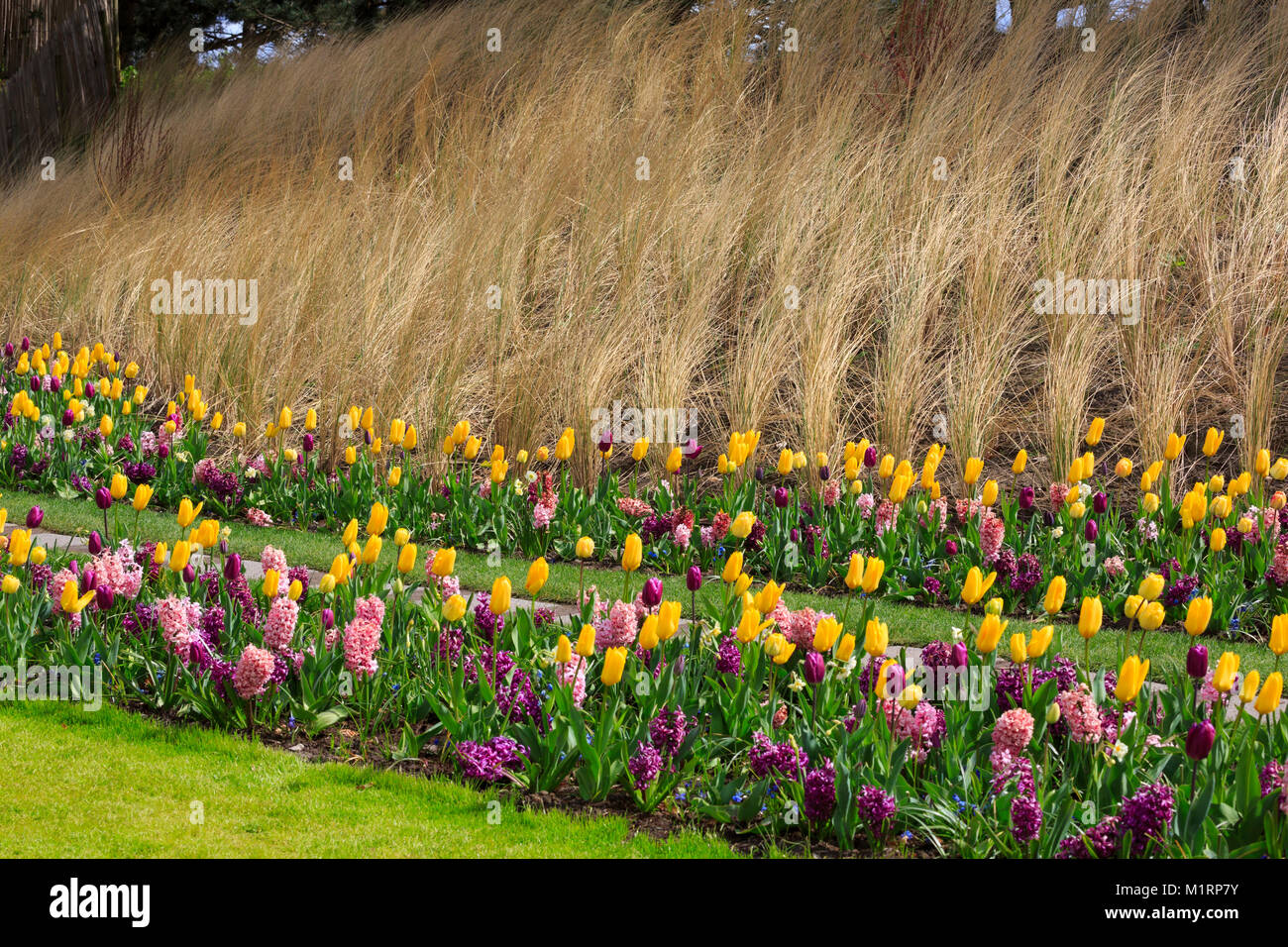 Tulips and hyacinths at Keukenhof Gardens Stock Photo