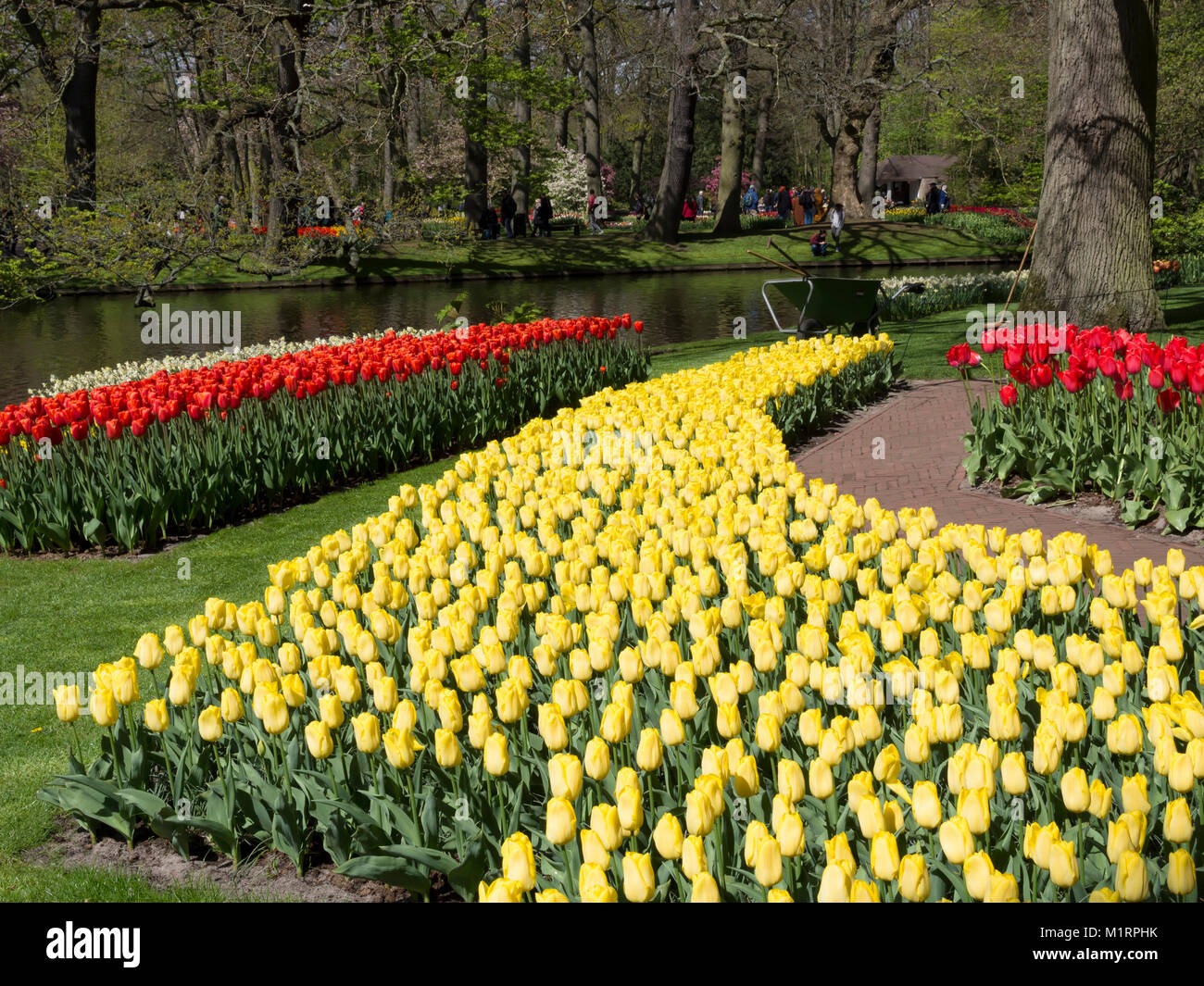 Mass plantings of tulips at Keukenhof Gardens Stock Photo