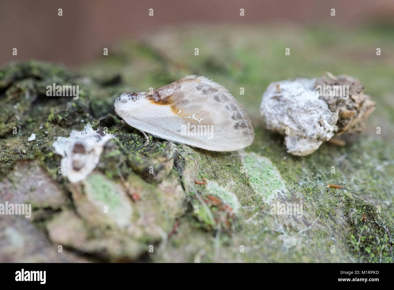 Chinese character moth resting next to bird droppings showing  camouflage or mimicry - Cilix glaucata Stock Photo