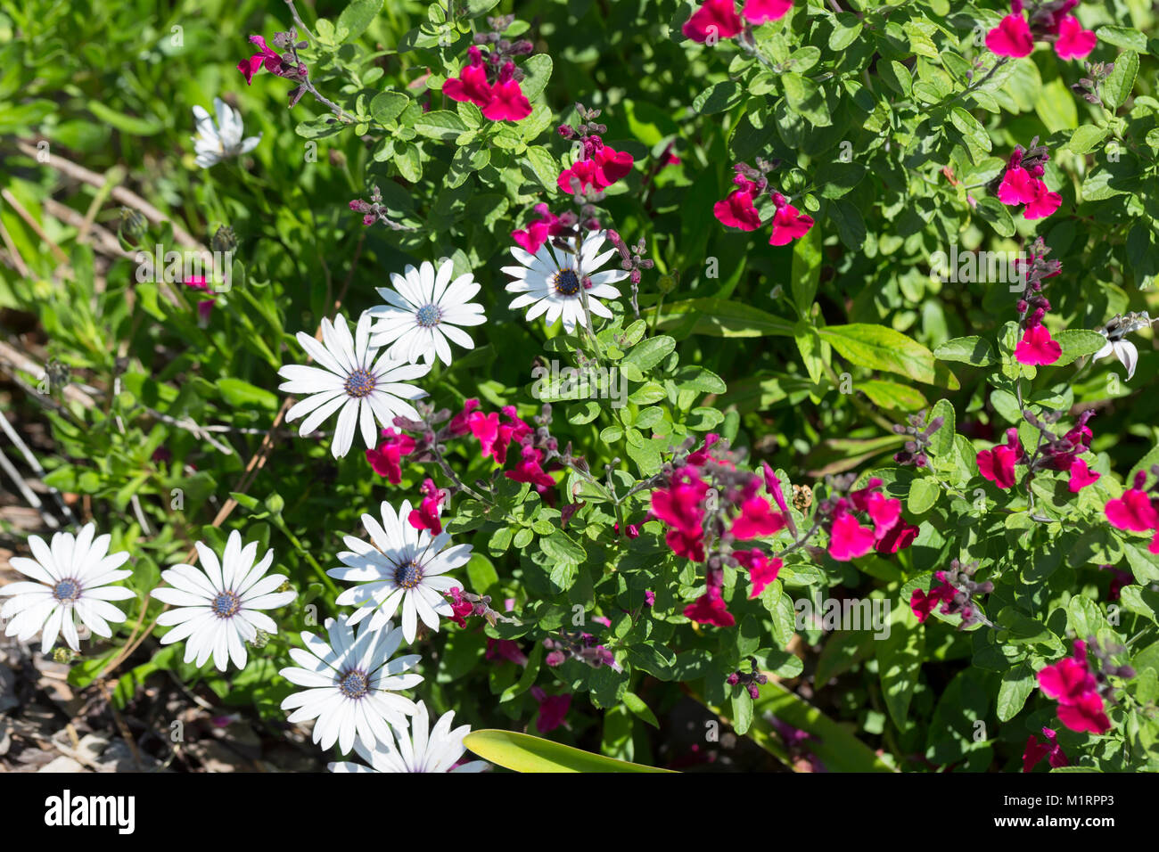 Red salvia and white African daisies Stock Photo