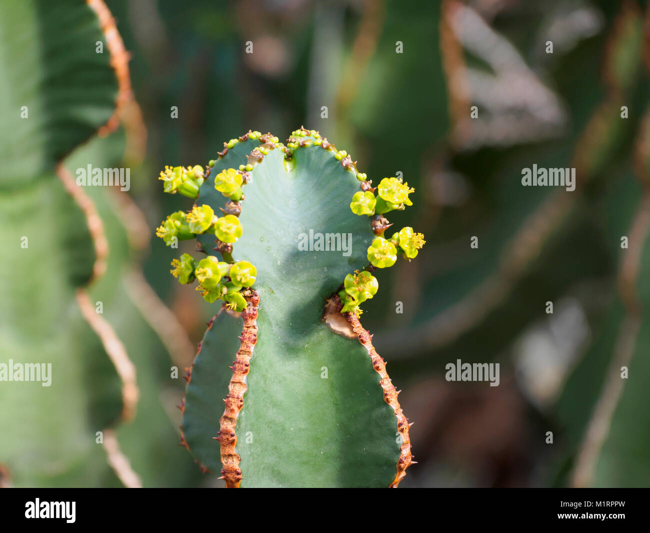Cactus, Euphorbia fortissima Stock Photo