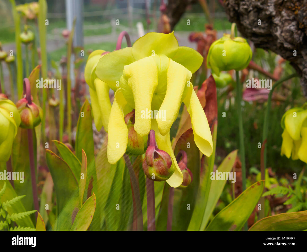 Yellow pitcher plant, Sarracenia flava var Rubricorpora Stock Photo