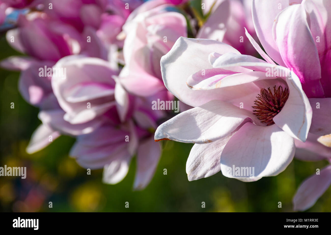 Beautiful springtime closeup background. Magnolia flower blossom in ...
