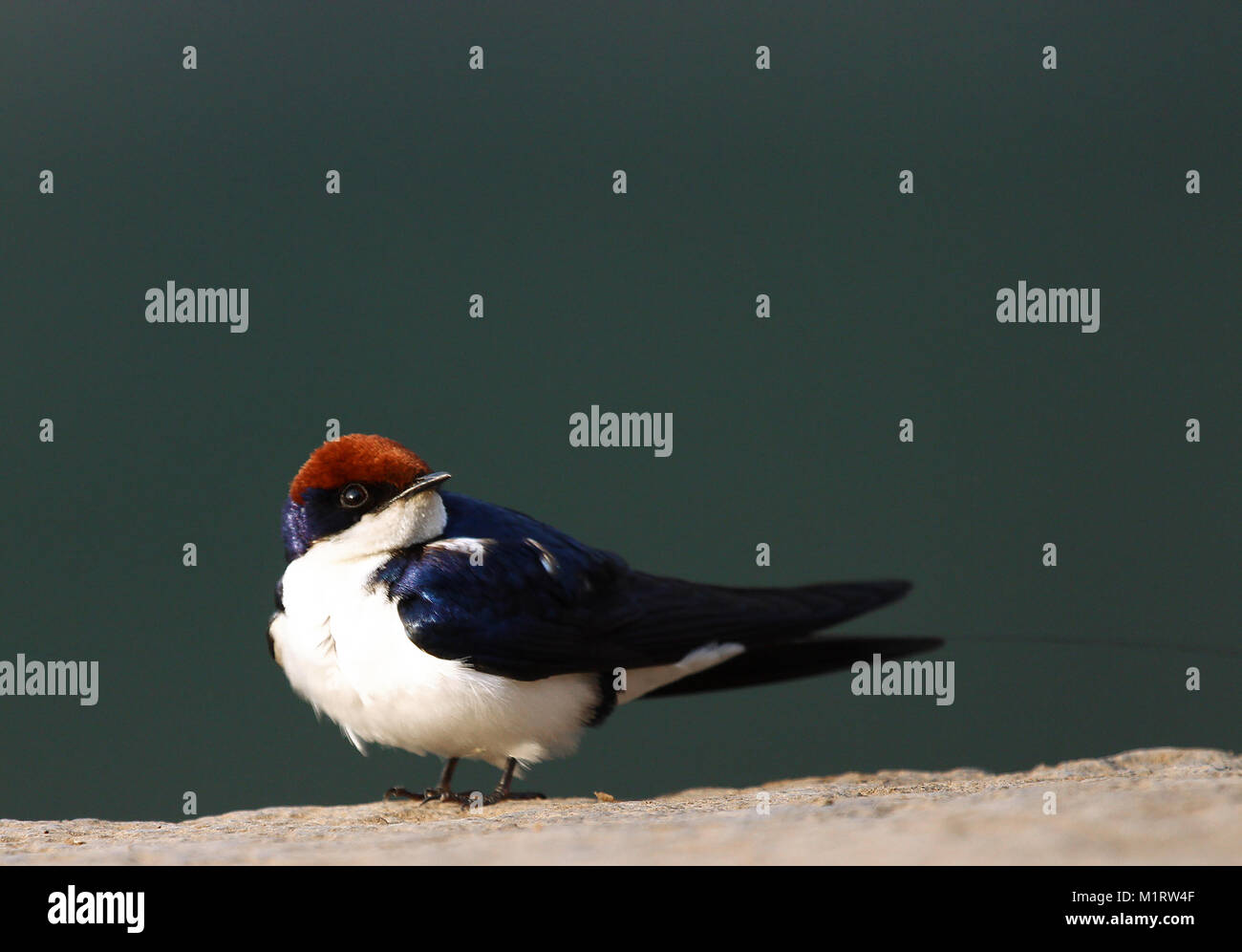 Wire Tailed Swallow perching on the river banks Stock Photo