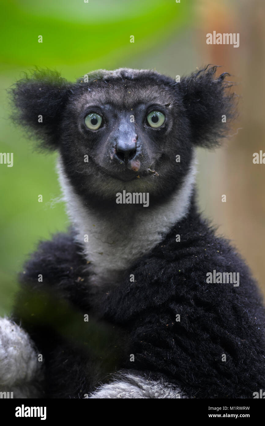 Indri - Indri indri, rain forest Madagascar east coast. Cute primate. Madagascar endemite. The largest lemur. Stock Photo