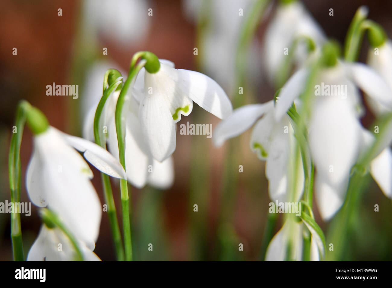 Snowdrops at Rococo Garden in Painswick, Gloucestershire, where the traditional winter flowers are in full bloom. Stock Photo
