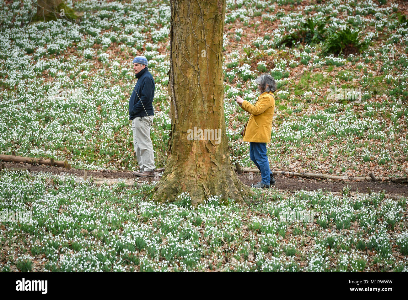 People walk through snowdrops at Rococo Garden in Painswick, Gloucestershire, where the traditional winter flowers are in full bloom. Stock Photo