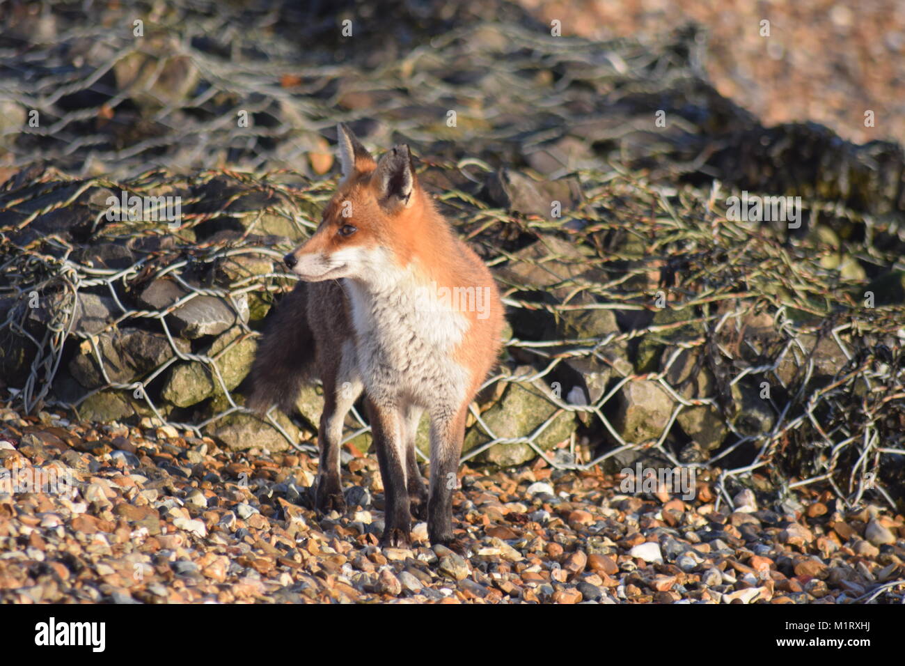 A CHANCE ENCOUNTER WITH THIS INQUISITIVE FOX ON THE SHORE OF LANGSTONE HARBOUR, AT EASTNEY, PORTSMOUTH, UK. EARLY FEBRUARY MORNING. Stock Photo