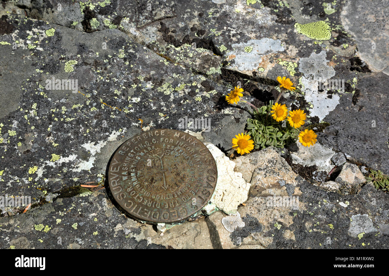 WA13202-00...WASHINGTON -  Geodetic Survey marker and wildflowers on the summit of Snoqualmie Mountain in the Mount Baker - Snoqualmie National Forest Stock Photo