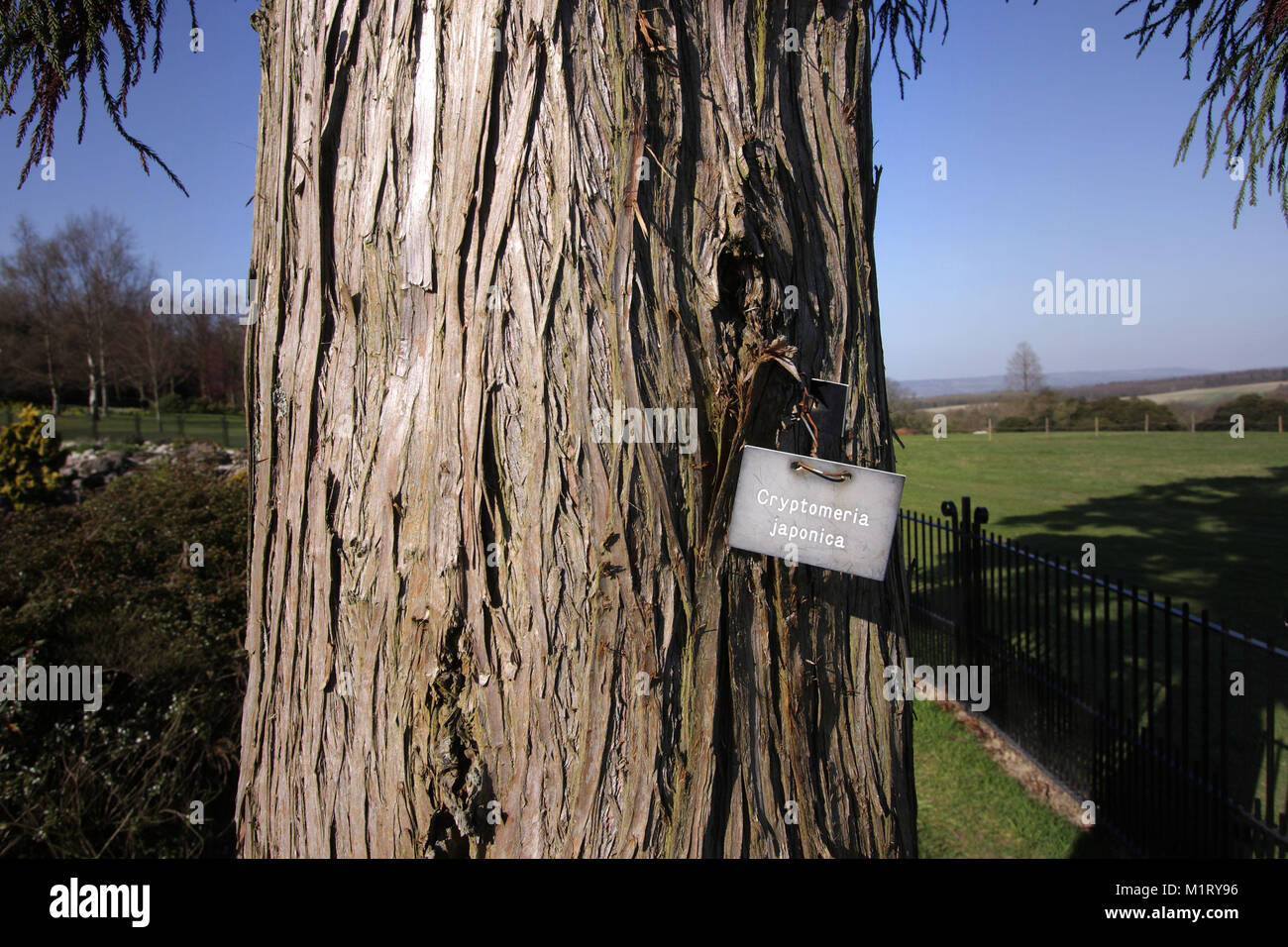 Taxonomy of trees Stock Photo