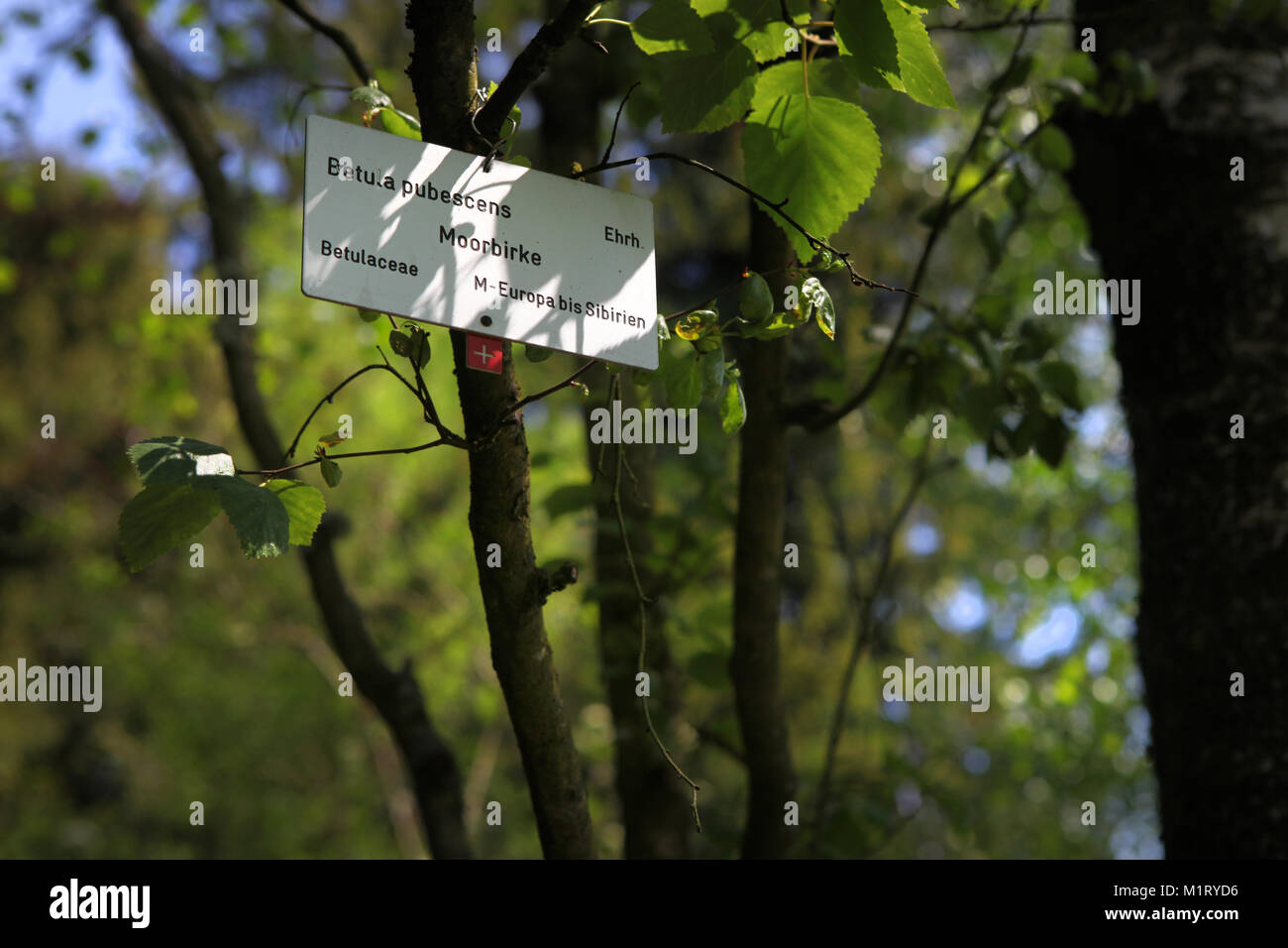 Taxonomy of trees Stock Photo