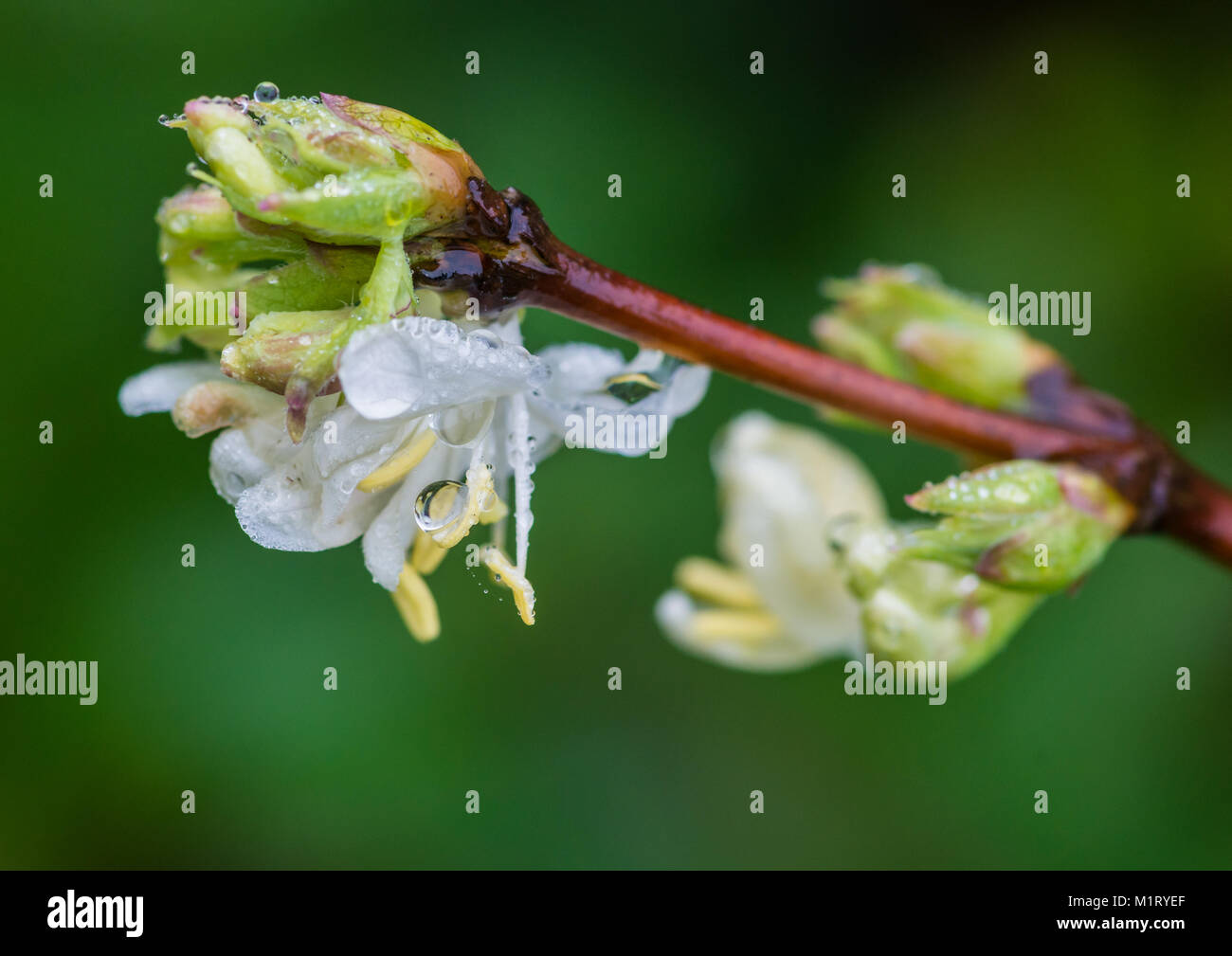 A macro shot of some white honeysuckle blooms. Stock Photo
