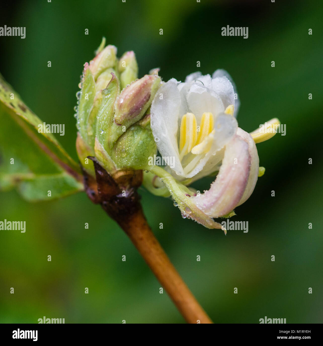 A macro shot of a white honeysuckle bloom. Stock Photo