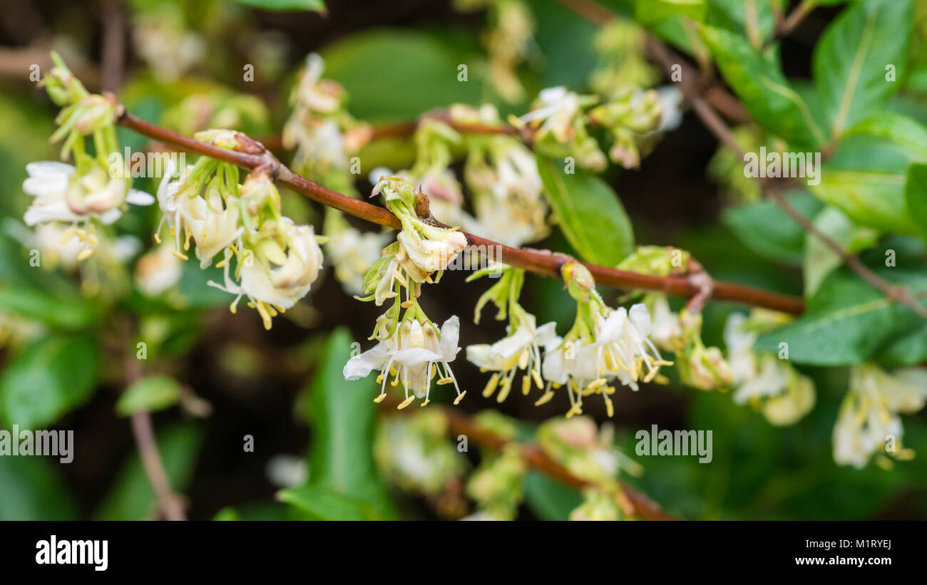 A close-up shot of a branch full of winter honeysuckle blooms. Stock Photo