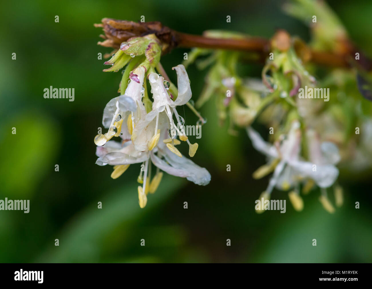 A macro shot of some wet winter honeysuckle blooms. Stock Photo