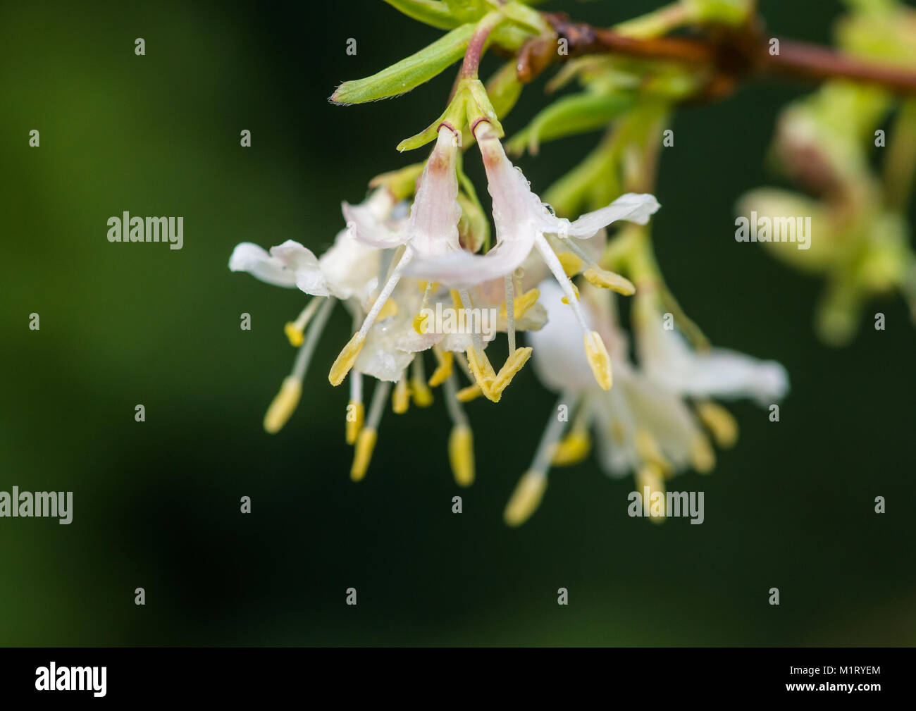 A macro shot of some white winter honeysuckle bush blossom. Stock Photo