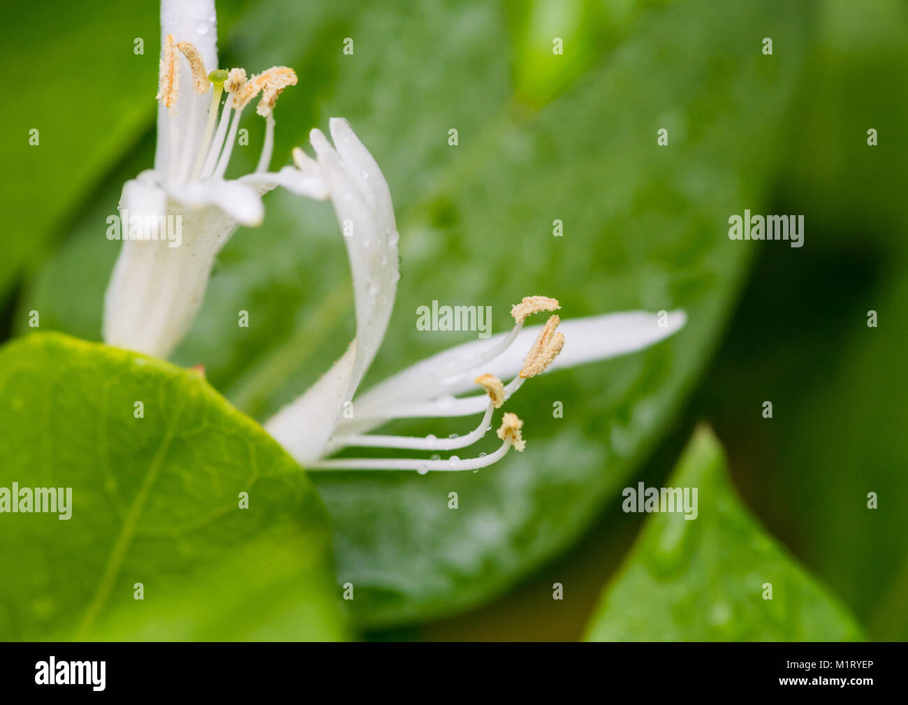 A macro shot of the white blooms of a winter honeysuckle bush. Stock Photo