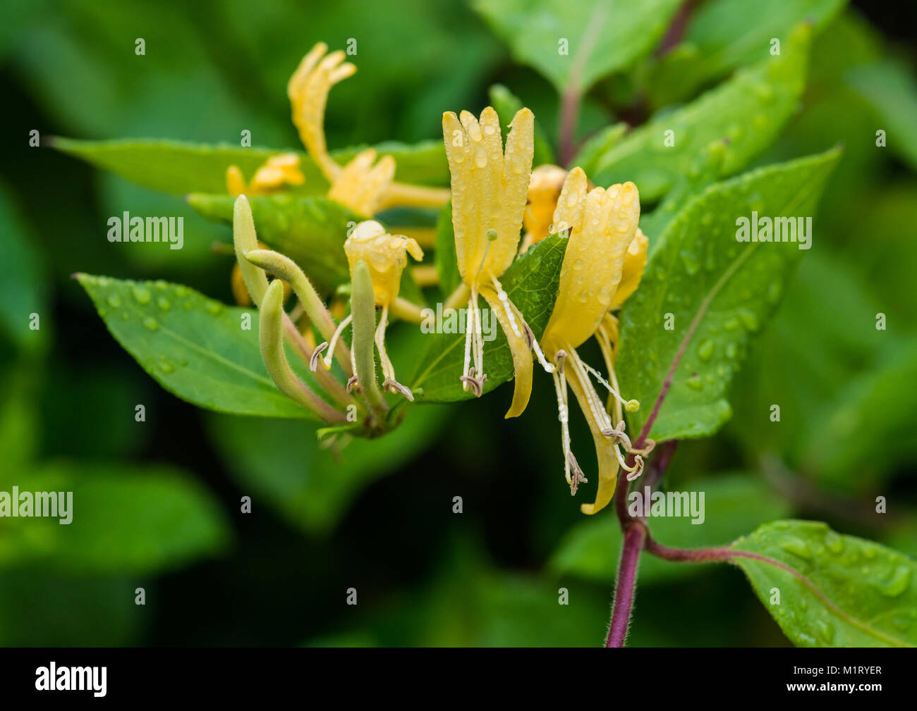 A macro shot of the yellow flowers of a winter honeysuckle. Stock Photo