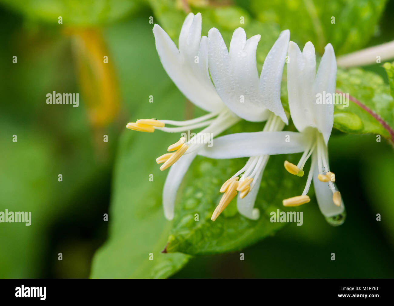 A macro shot of some white winter honeysuckle blooms. Stock Photo