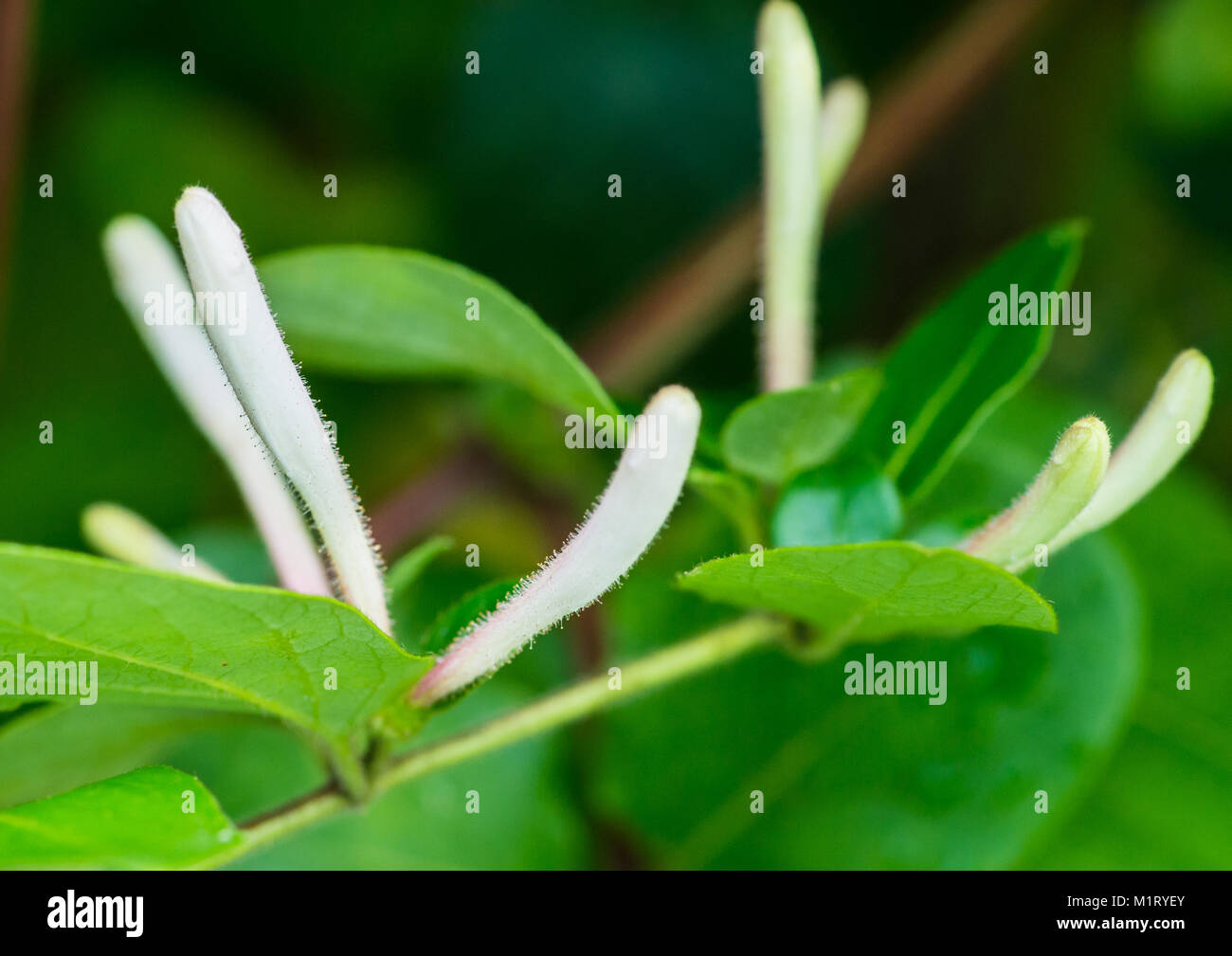 A macro shot of some winter honeysuckle flower buds. Stock Photo