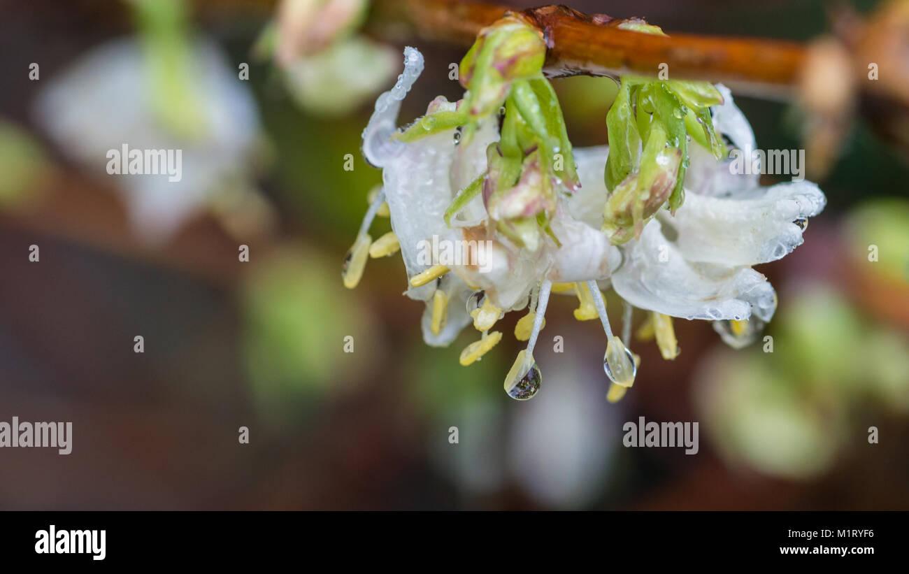 A macro shot of some white winter honeysuckle blooms dripping with raindrops. Stock Photo
