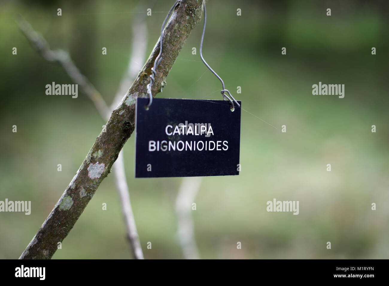 Taxonomy of trees Stock Photo - Alamy