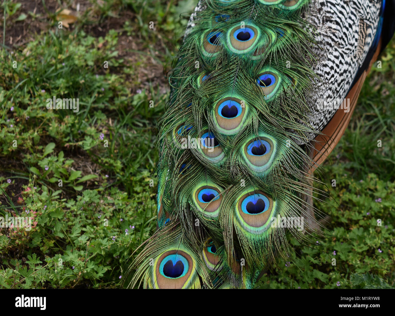 peacock feathers Stock Photo