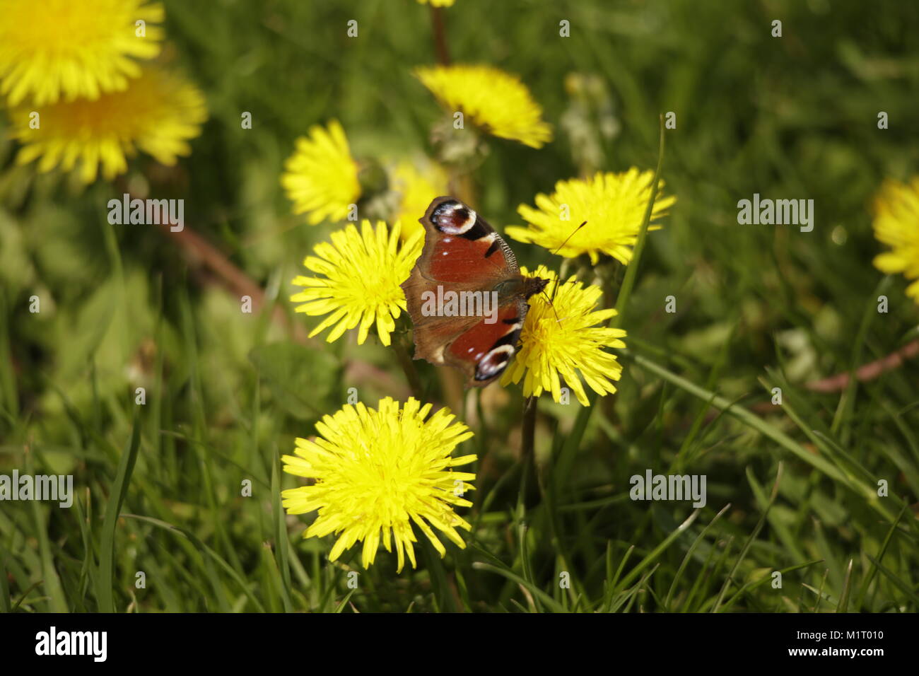 Peacock butterfly on dandelion flower Stock Photo - Alamy