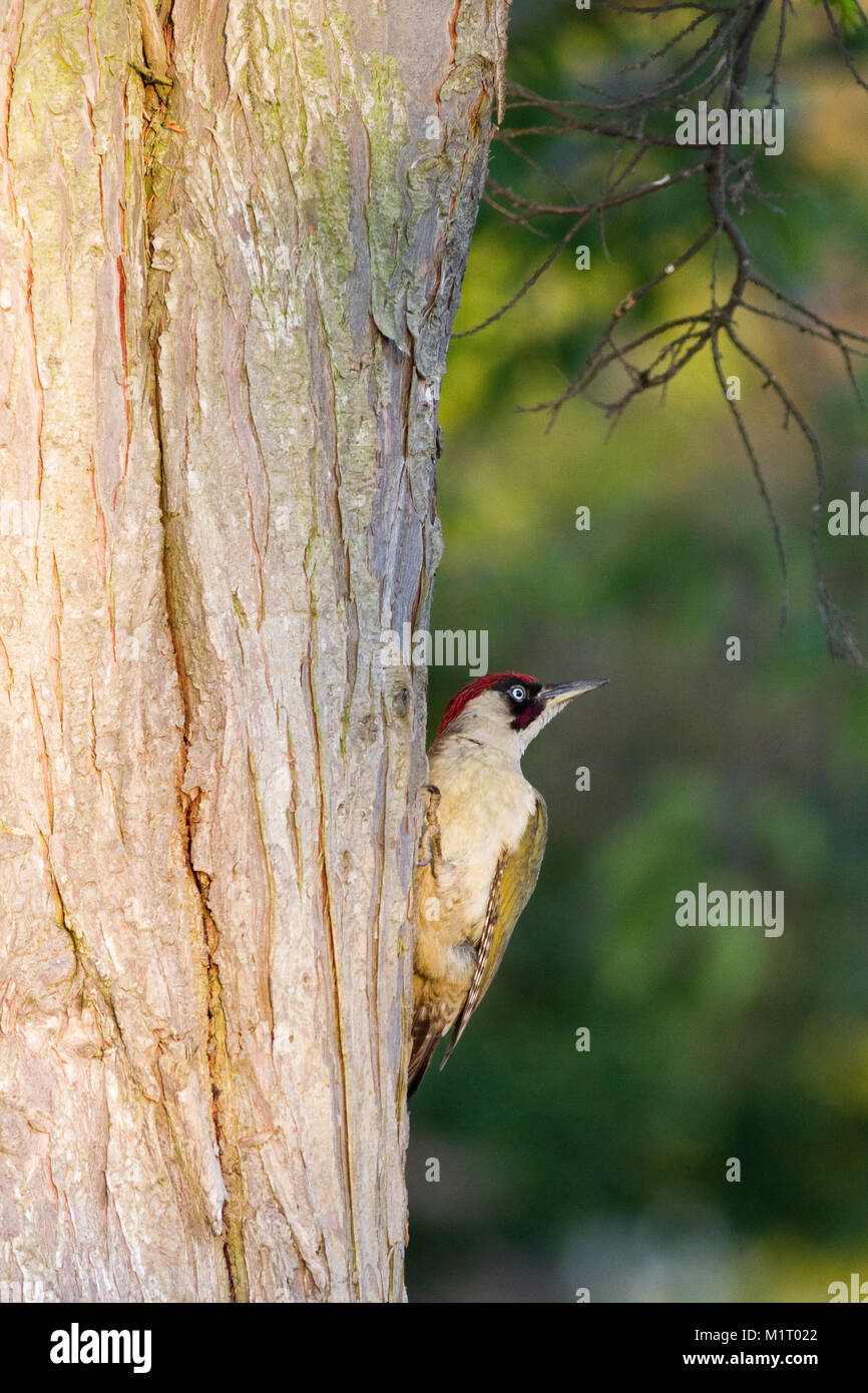 Single adult male Green Woodpecker, Picus viridis, scanning for danger, Wirral, UK Stock Photo